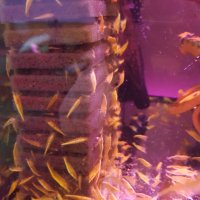 НАЛИЧНИ - Yellow fire Neon – жълти скариди , снимка 4 - Рибки - 34708192