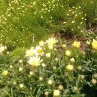 Продавам цветя Градинска маргарита – бяла и жълта, разсад, снимка 12 - Разсади - 44297106