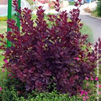 Червена Смрадлика (Cotinus coggygria 'Royal Purple'), снимка 8 - Разсади - 40979101