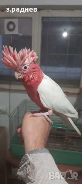 Бебе розаво какаду лютино, снимка 1