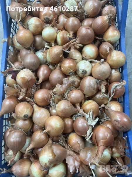 Дребен лук, снимка 1