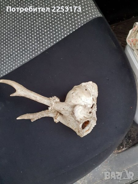 Малък череп сръндак, снимка 1