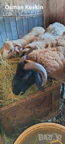 кочлета, снимка 1