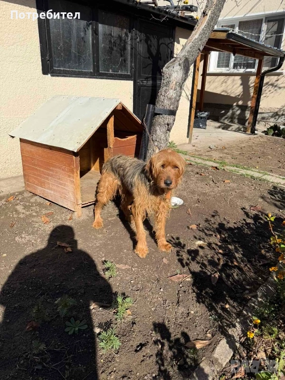 Ловно куче барак , снимка 1