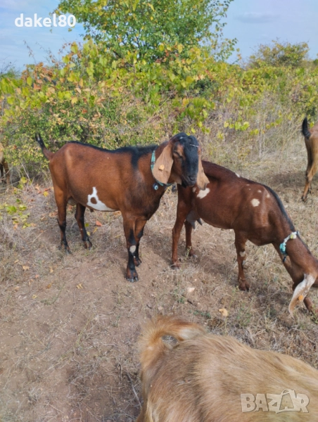 Продавам пръч, снимка 1