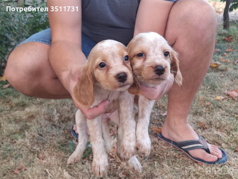 Бретон шпаньол/ Еспаньол бретон , снимка 1