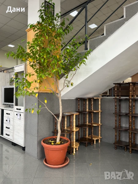 продавам цветя, снимка 1