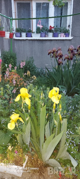 Продавам различни видове Перуники, снимка 1