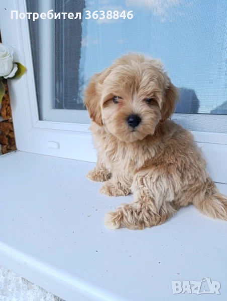 Малтипу, снимка 1