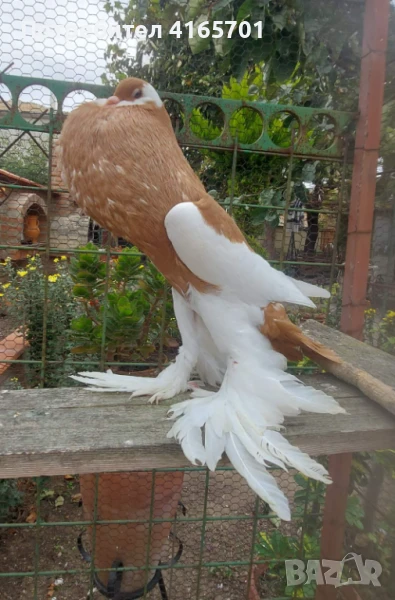 Продавам Седлати, снимка 1