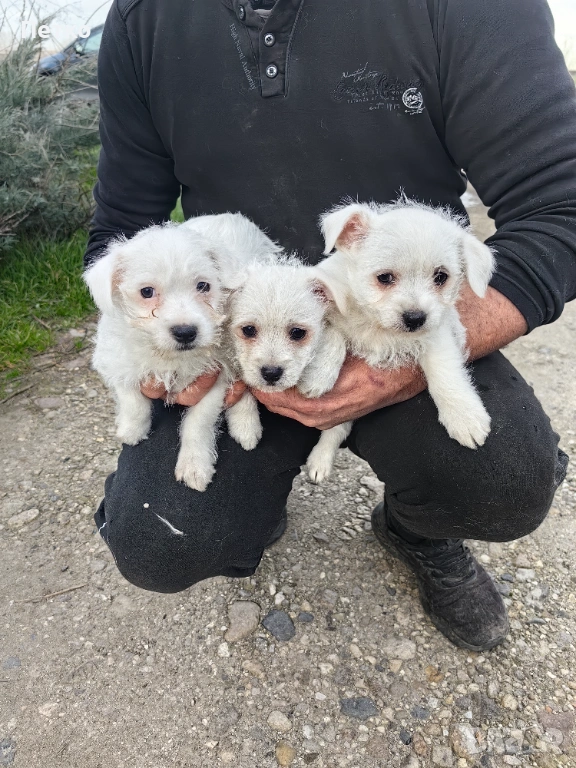 Малтийска болонка , снимка 1