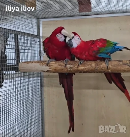 Двойка зеленокрила ара 2011, снимка 4 - Папагали - 51357895