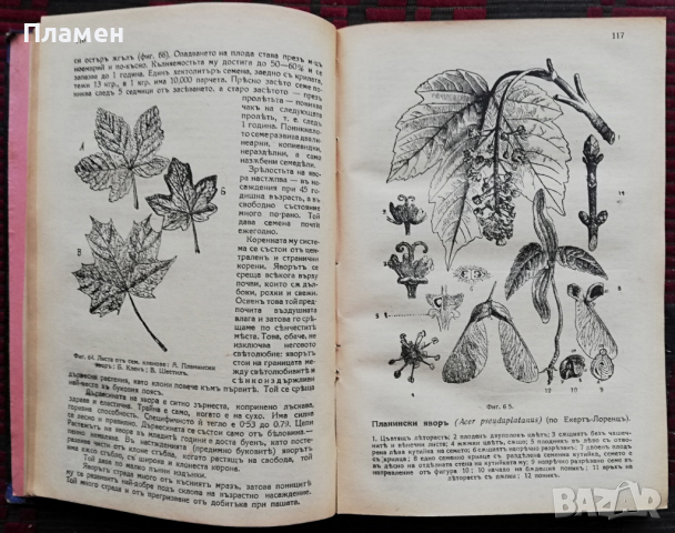 Ръководство по елементарно лесовъдство С. Сотиров, Д. Стефанов, снимка 2 - Антикварни и старинни предмети - 36171709