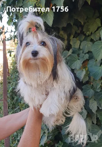 Бивер йорки, момиче., снимка 2 - Йоркширски териер - 45053514