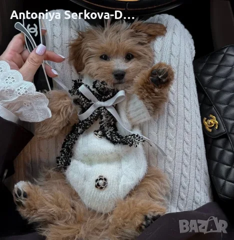 кавапу/cavapoo🐾💝💙💝