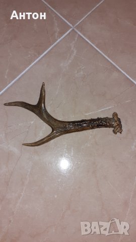 Красив Рог от сръндак., снимка 4 - Декорация за дома - 38889895