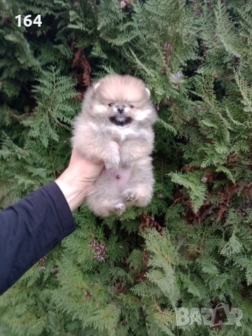 Мъжки Померани, снимка 3 - Померан - 52684765