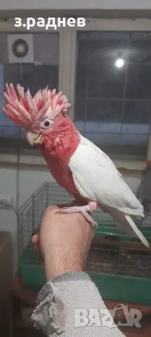Бебе розаво какаду лютино, снимка 1