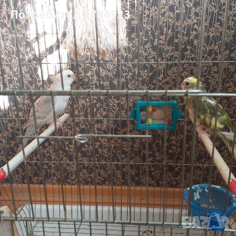Чифт пойни папагалчета., снимка 3 - Папагали - 52825223