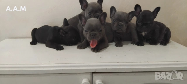 Френски булдочета 111 дни, снимка 3 - Други - 51492688