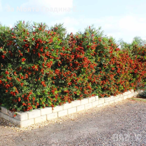 Калистемон , снимка 3 - Градински цветя и растения - 53635793