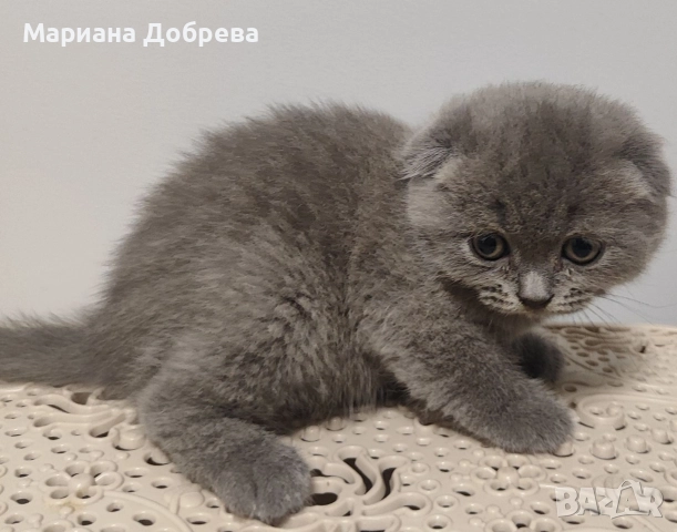 Шотландско клепоухо коте, снимка 2 - Британска късокосместа - 52631744