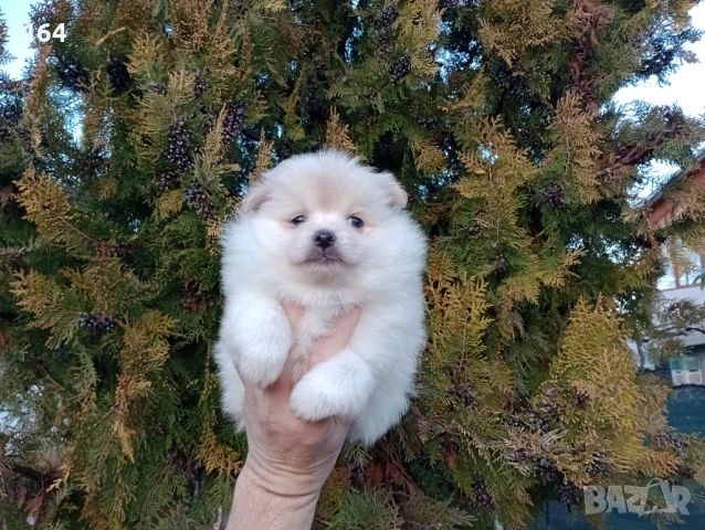 Женско Померанче.  Реални снимки от 15.02.26 г.  , снимка 3 - Померан - 53486458