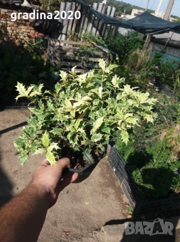 Османтус 'Goshiki', снимка 7 - Разсади - 53102822