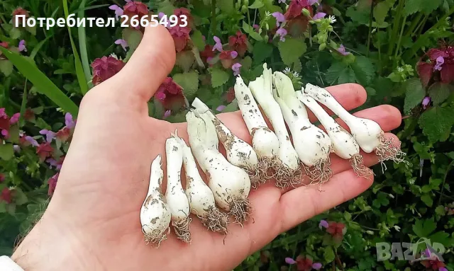 Самардала подправка и луковици, снимка 2 - Домашни продукти - 55981034
