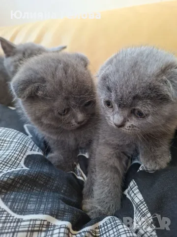 Шотландска клепоуха котка, снимка 8 - Други - 55953270