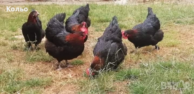 Кокошки черен мед маран
