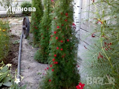 Квамоклит, снимка 5 - Градински цветя и растения - 41365316