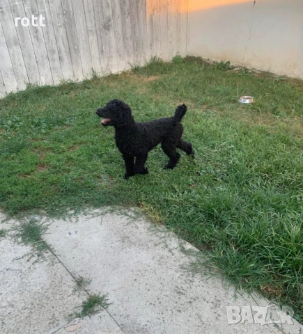 Пудел, снимка 5 - Пудели - 52522627