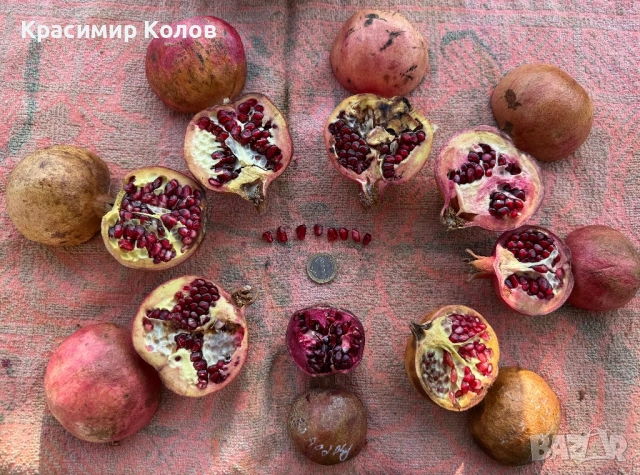 Нарове – селекция от много сортове с различни характеристики ,растения, дръвчета, снимка 11 - Градински цветя и растения - 52516852