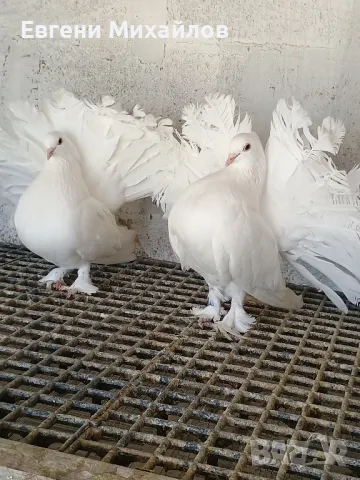 Гълъби Фенерлии гащати , снимка 10 - Гълъби - 50011093
