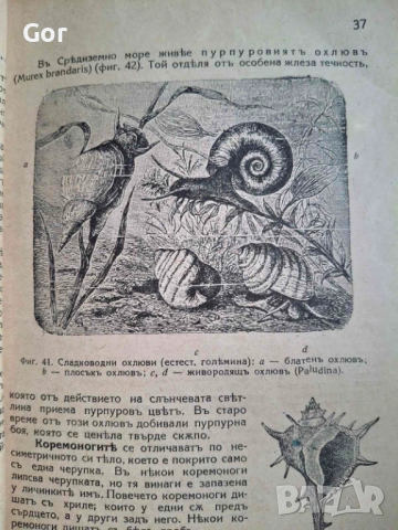 100-годишна антикварна ценност: „Зоология“ (1926) – Изд. Хр. Г. Данов, снимка 13 - Нумизматика и бонистика - 53723683
