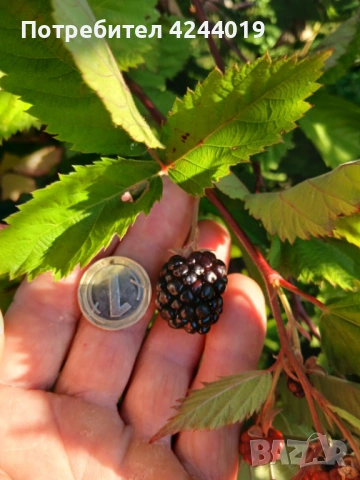 Корени къпини, снимка 4 - Разсади - 48285823