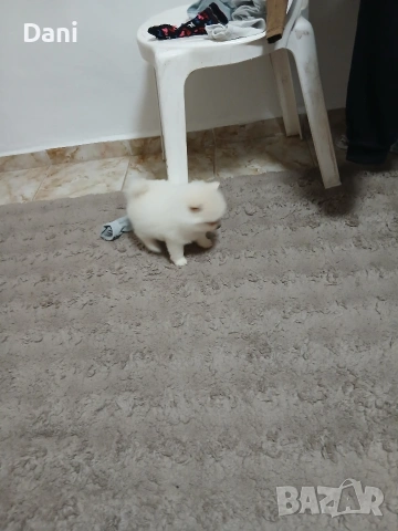 Mini Pomeran , снимка 7 - Померан - 53417593