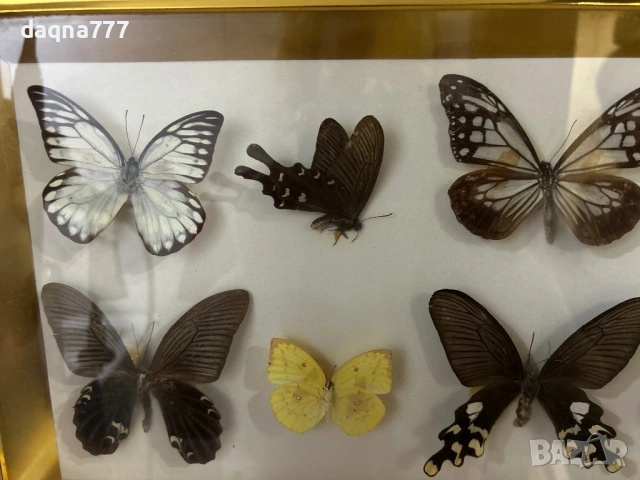 Рамка с екзотични пеперуди Азия, снимка 10 - Декорация за дома - 53397346