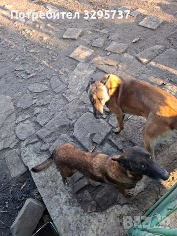 Продава Белгийска овчарка Малиноа , снимка 3 - Белгийска овчарка - 52921799