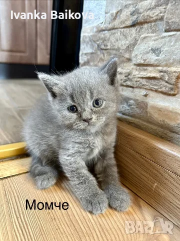 Малки пухкави котенца, снимка 3 - Британска късокосместа - 55949085