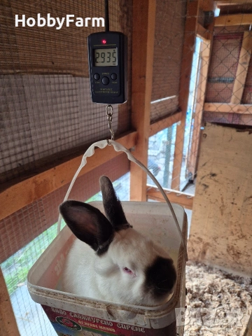 калифорнийски зайчета, снимка 2 - Други - 53063870