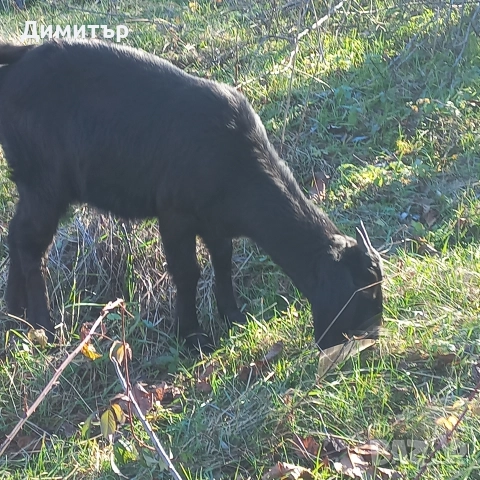 женско яре, снимка 4 - Кози - 52790420