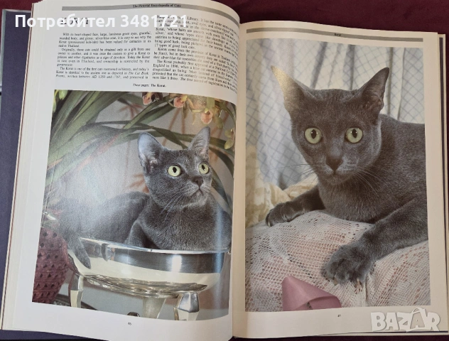 Енциклопедия на котките / The Encyclopedia of Cats, снимка 7 - Енциклопедии, справочници - 53748624