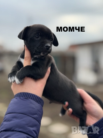 Мини чихупинчери чихуахуа пинчер, снимка 4 - Чихуахуа - 52884175