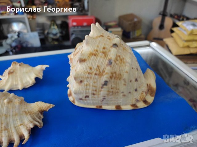 Рапан мида корал декорация, снимка 2 - Декорация за дома - 39211558