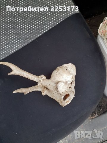 Малък череп сръндак