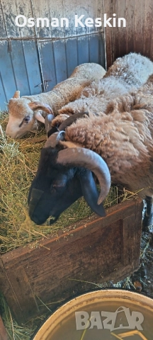 кочлета, снимка 1