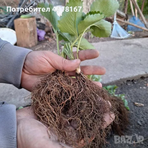 Продавам разсад ягоди , снимка 7 - Разсади - 56360674