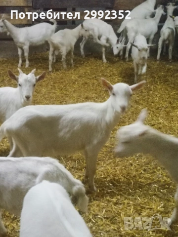 Saanski jenski i majki qrenca za damazlak